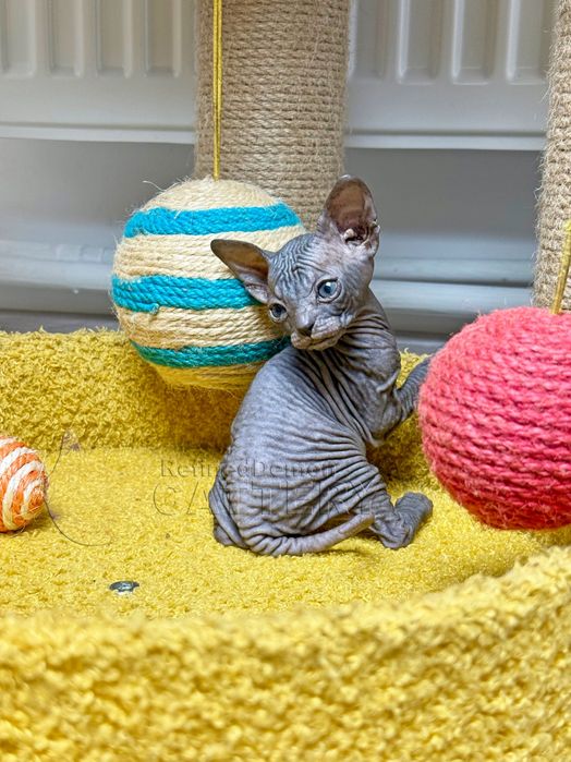 RARITATE pui pisica fara par Donskoy / Don Sphynx cu pedigree
