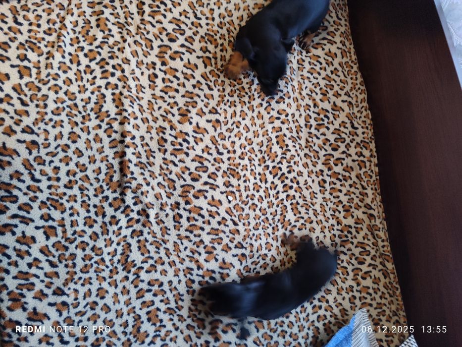 2 броя пинчери женски