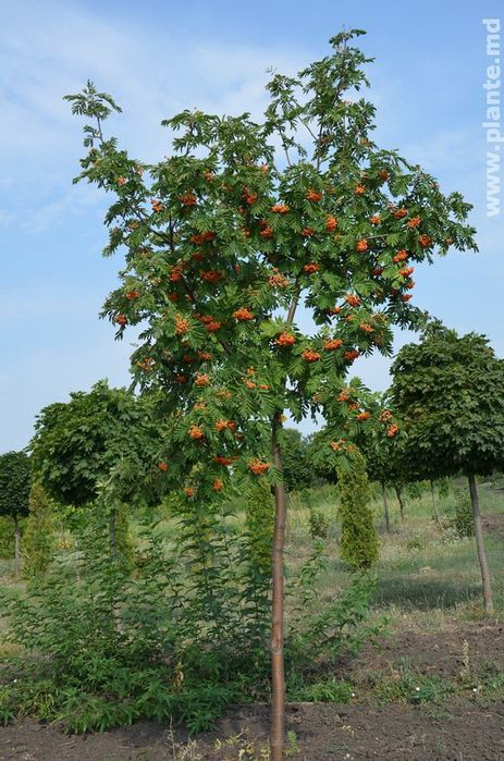Pomi Oramentali (Scoruș)
