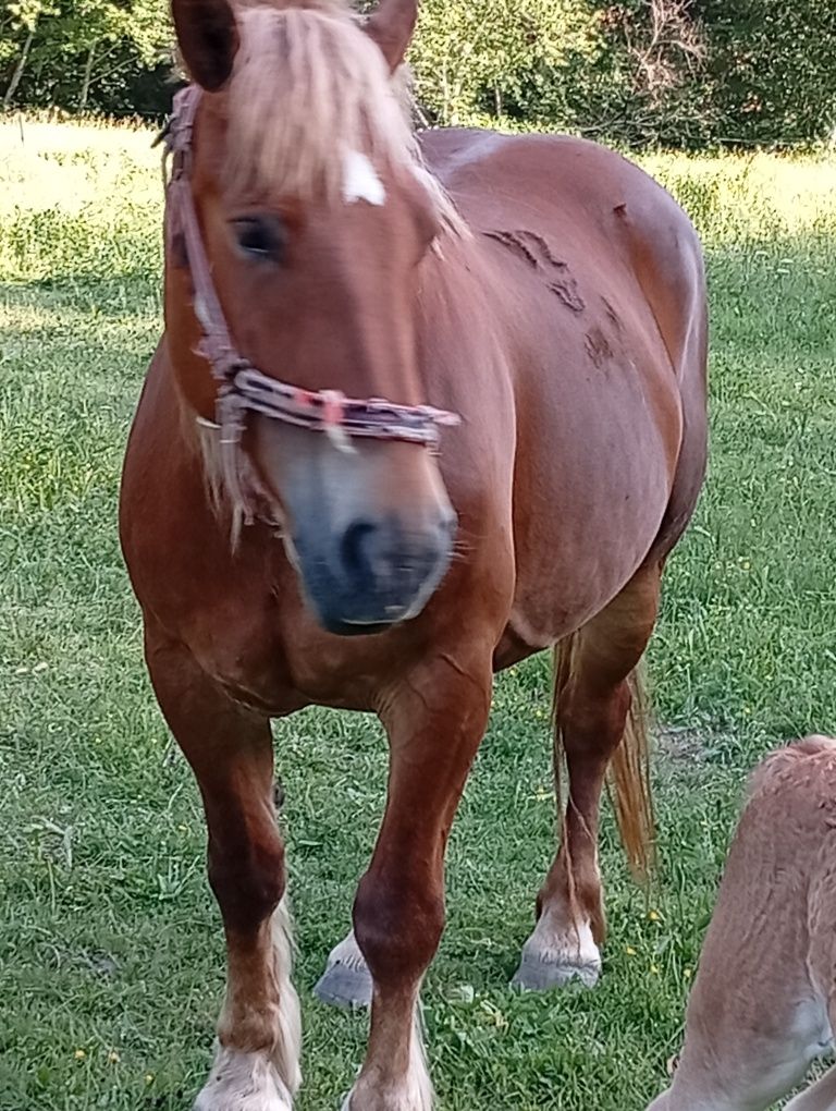 Iapa de vânzare cu mânza