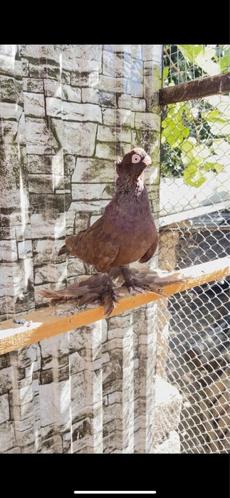 голубь красный молодой самец