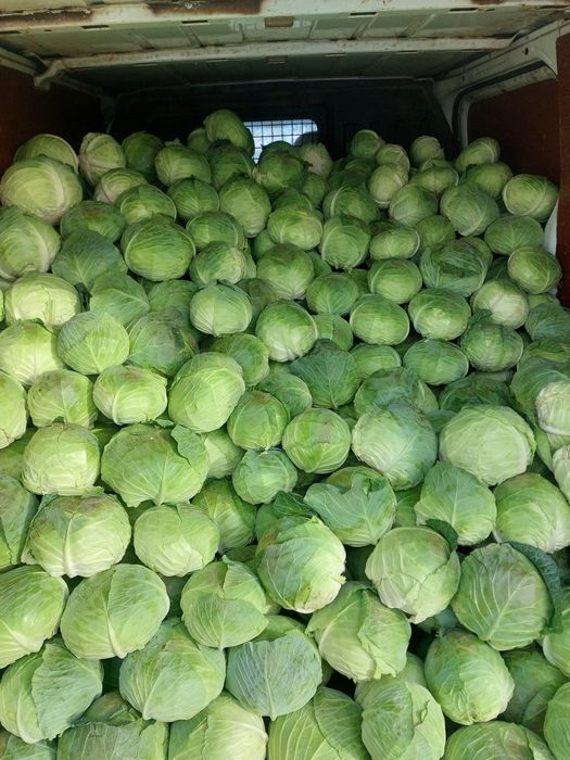 Varza plata beverly hills