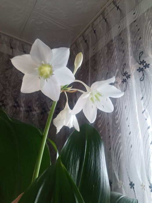 Эухарис комнатный белый