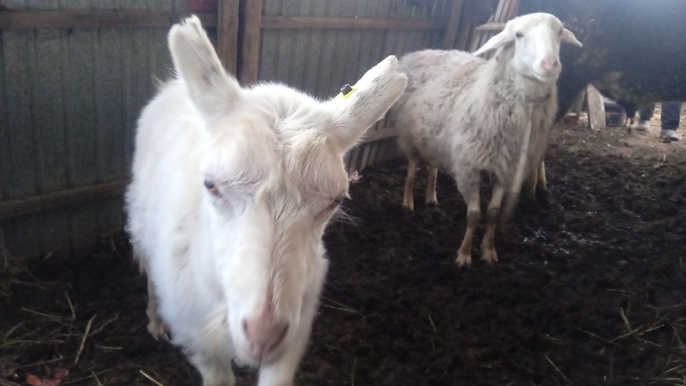 Срочн сатам сауда болады