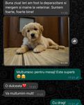 Pui rasa Golden Retriever