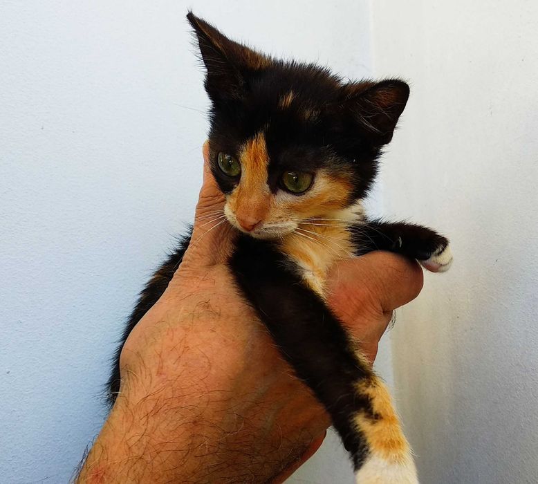 Подарявам малко шарено котенце