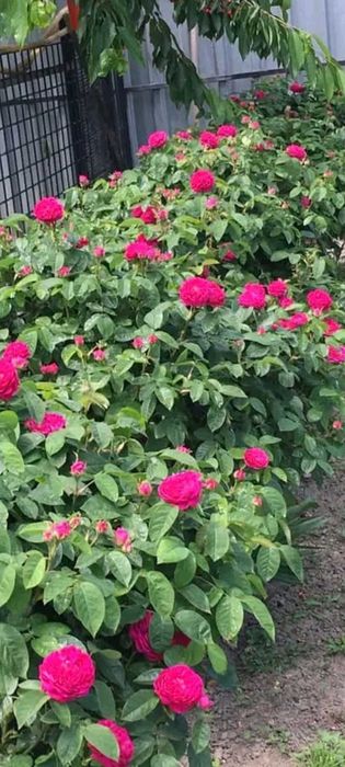 Floare de trandafir din soiul Damasc cu floarea mare - pt dulceata etc
