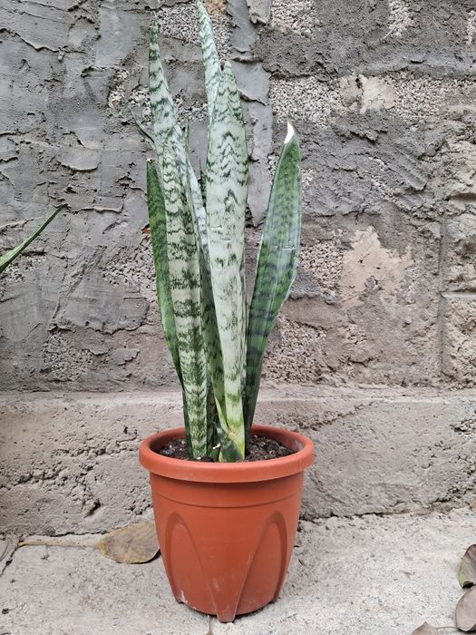 Конатные цветы.Сансевиера.