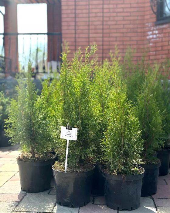 Продам Туя Смаргад