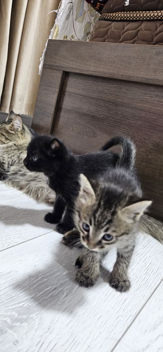 Пышыклар сатылады 50,000