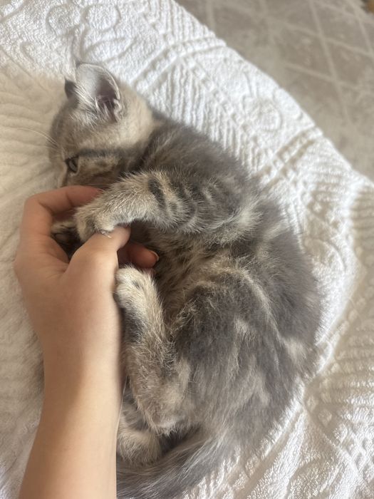 Продается котенок. Девочка