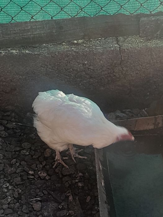 Vînd două puiciii