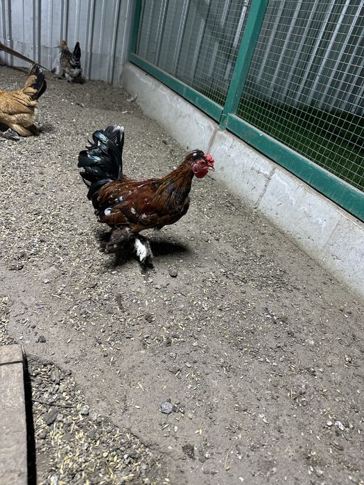 Продам молодых карликовых петушков