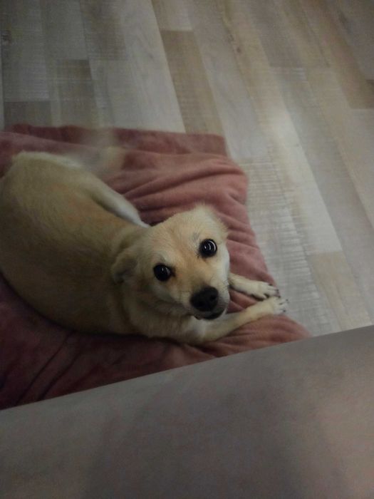 Малко куче търси нов дом