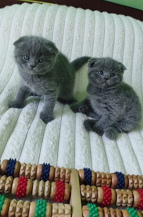 Продаются котята породы шотландский скоттиш фолд!