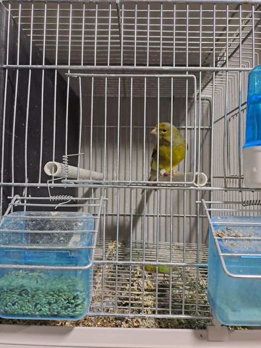 Vând  canari timbrado