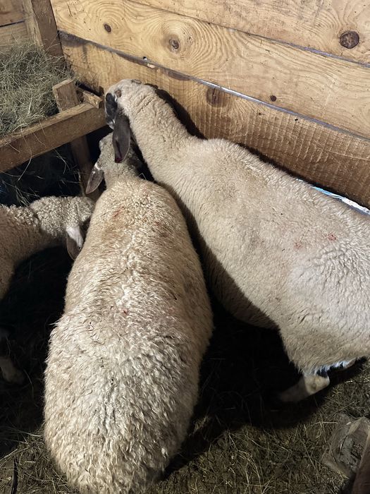 Продавам 3 овци и 1 шиле