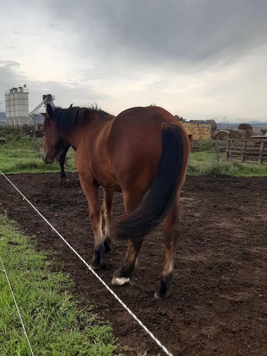 Vând mânz de un an și cinci luni