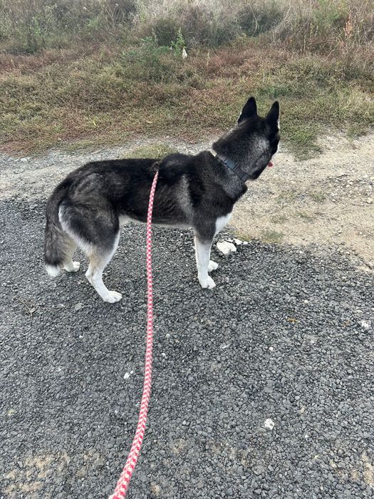 Husky siberian mascul
