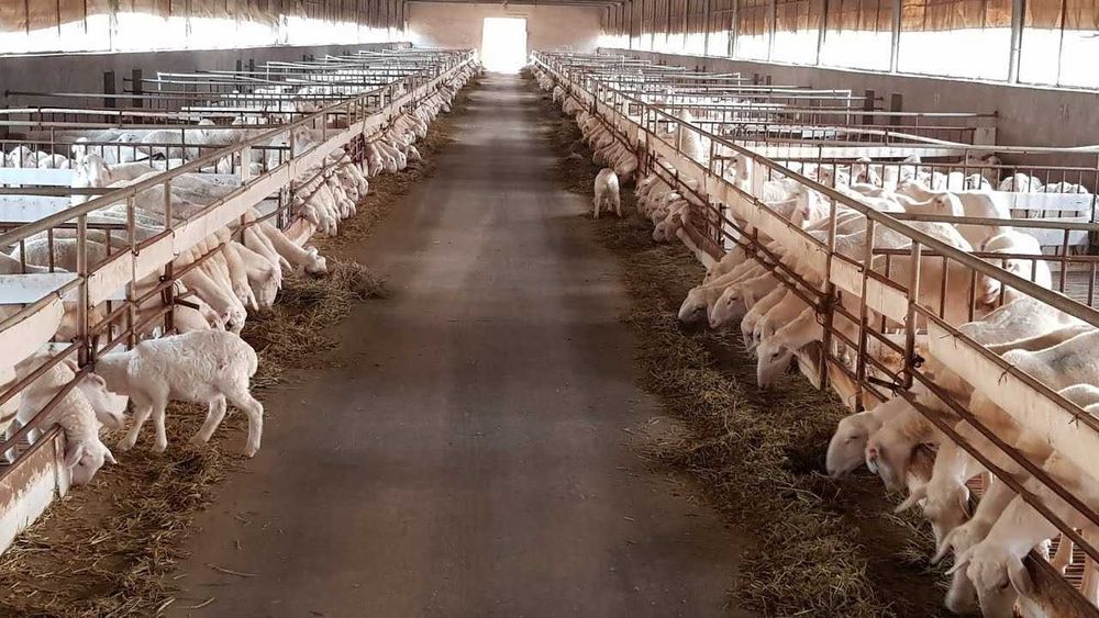 Продаю шикарную ферму
Которому нет аналогов в Узбекистане
Туйтепа