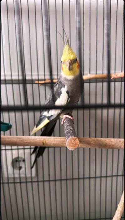 Продам попугая прода каррела