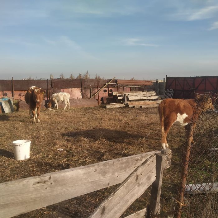 Продам корову с теленклм и телочку  остальные вопросы по телефону