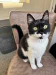 Ofer pisica spre adoptie