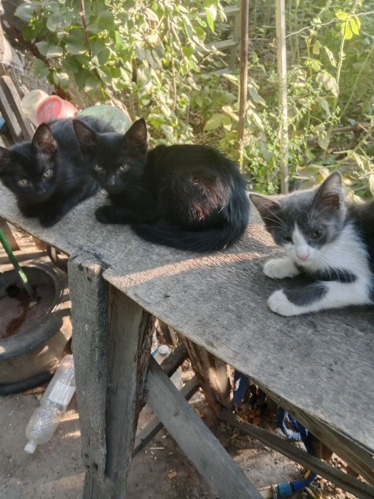 Котята отдам даром