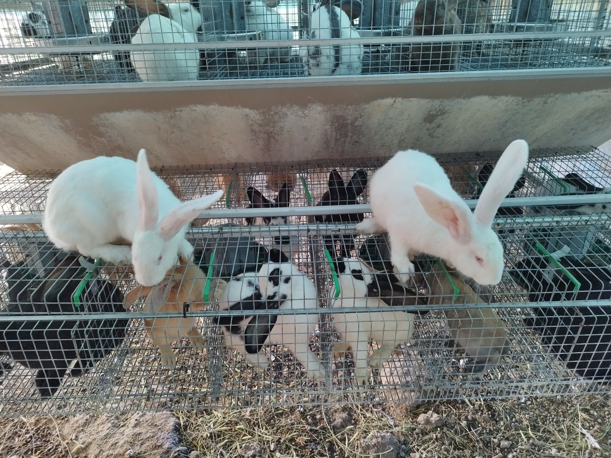 Vând iepuri de rasă