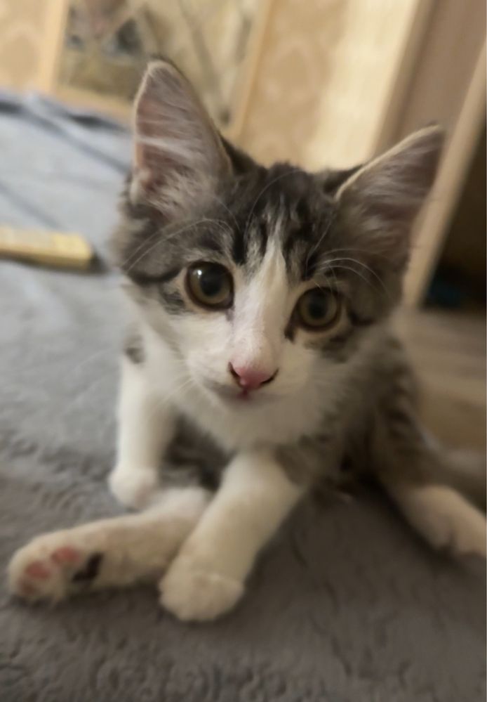 Котенок ищет дом