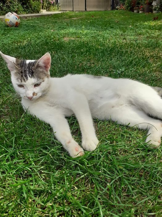 Pisica spre adopție