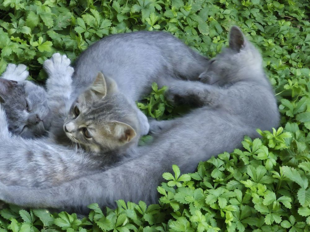 Отдаем котят и маму. Mushuklarni va onasini bervoramiz.