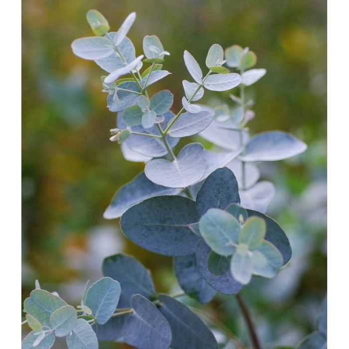 Eucalyptus Gunni Baby Blue