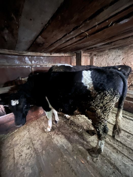 Продам бычка 1,6 годовалого