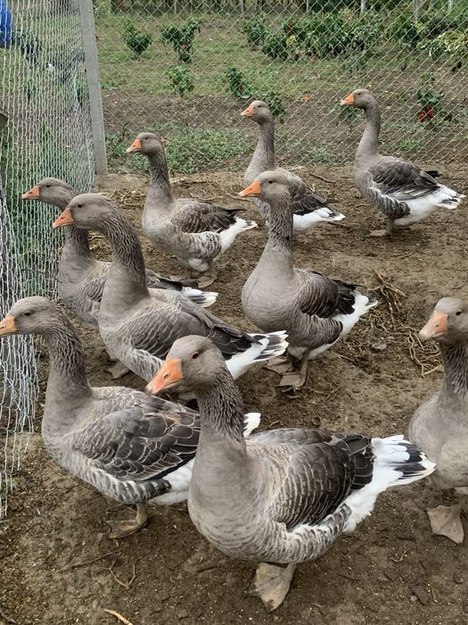 Gaste Toulouse de vanzare