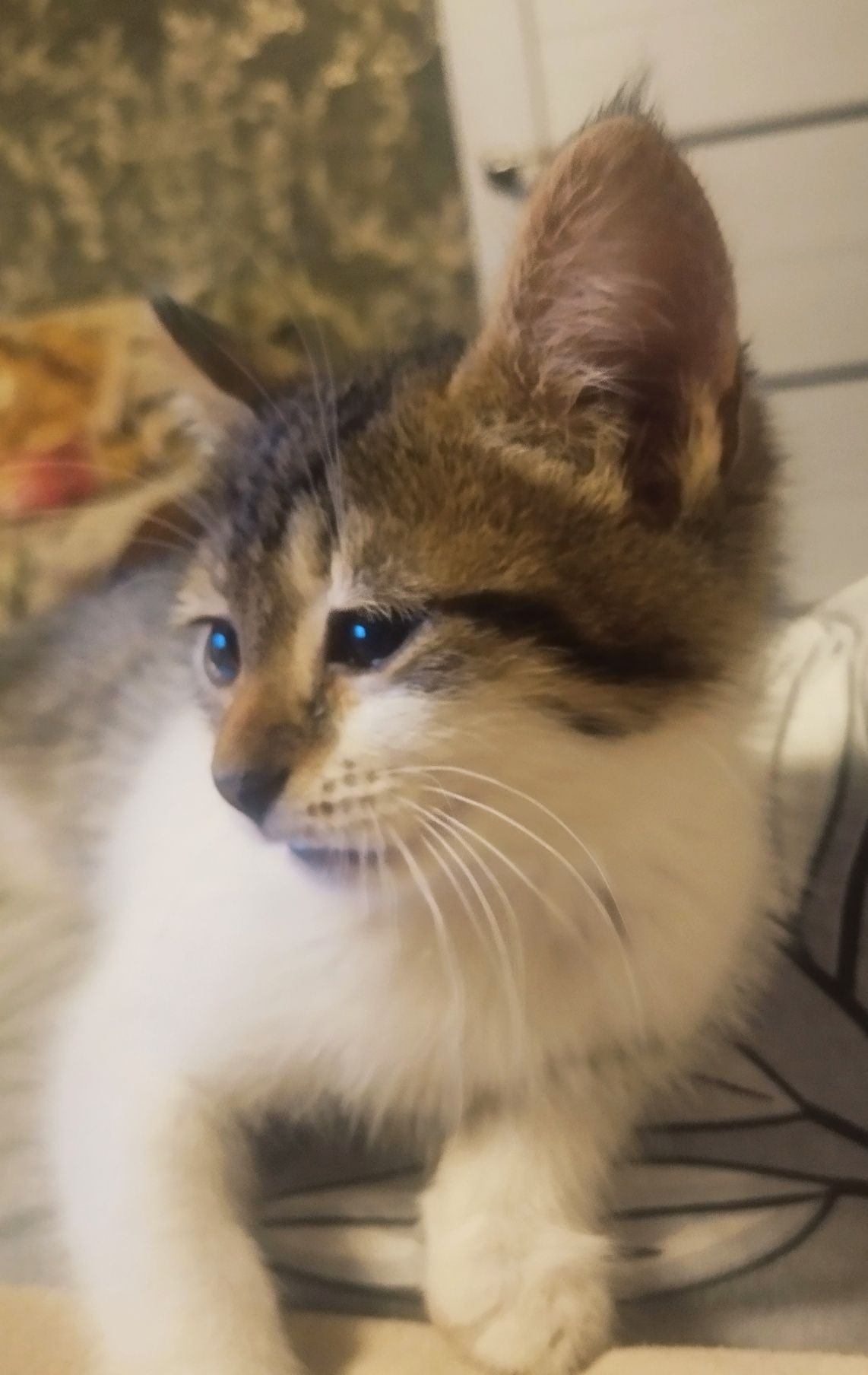 Котик Тема (3 мес)