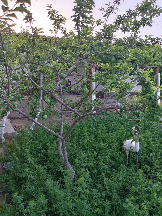 Zo‘r imkoniyat! tayyor 2 xonali uy va keng yer maydoni sotuvda.