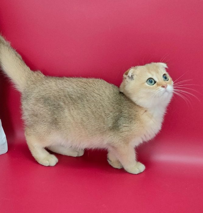 Котята Шиншиллы Золото и Серебро