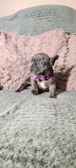 Bulldog francez blue