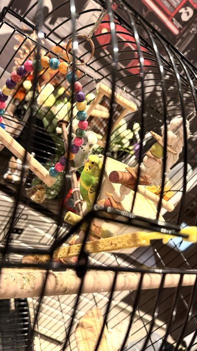 PawHut Colivie pentru pasari si canari, voliera pentru papagali