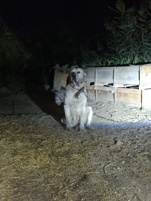 Urgʻochi it sotiladi.