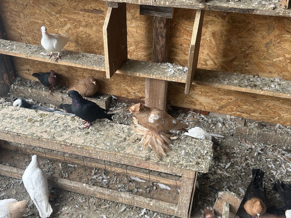 Vind porumbei, takla , jucatori de botosani, tobosari germani , tobosa