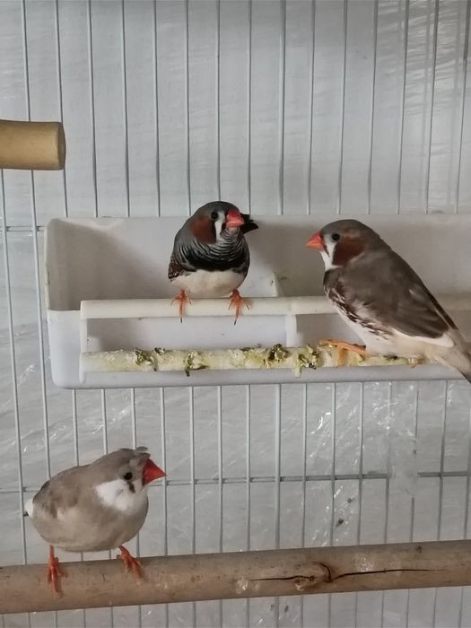 Pui Zebrută Australiana