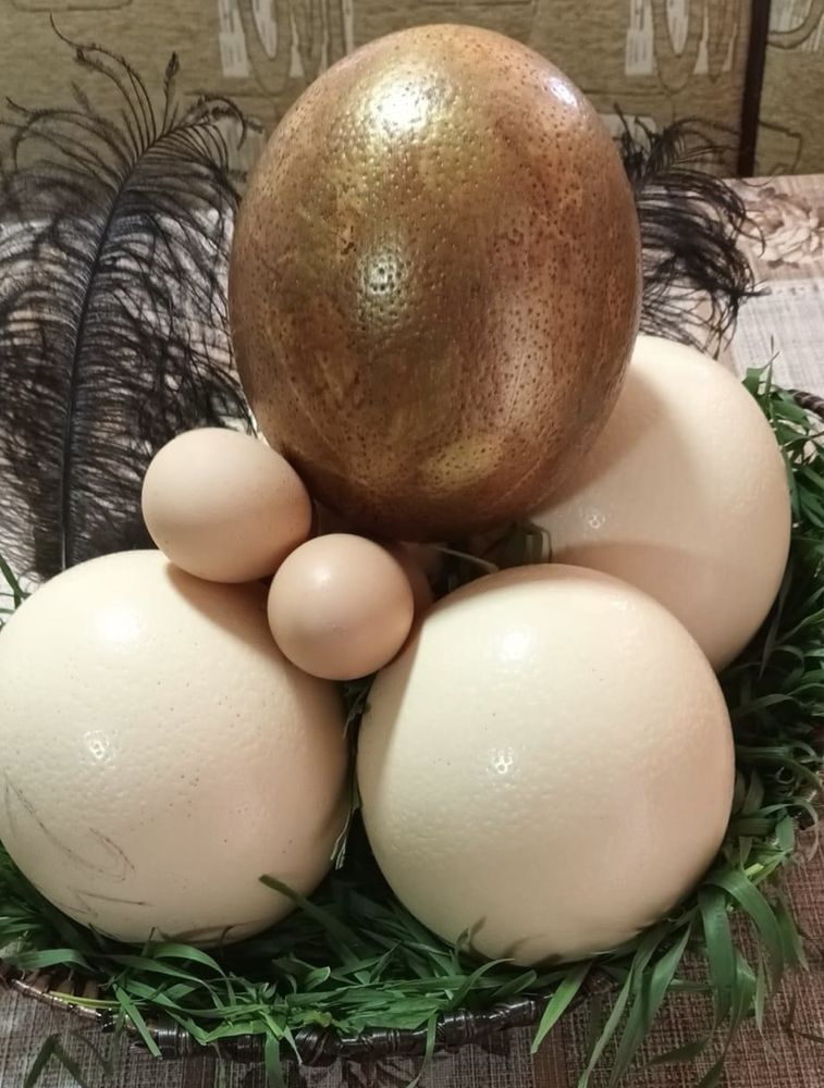 Oua de strut pentru consum