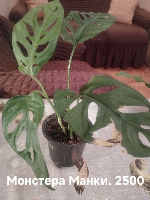 Продам комнатные растения