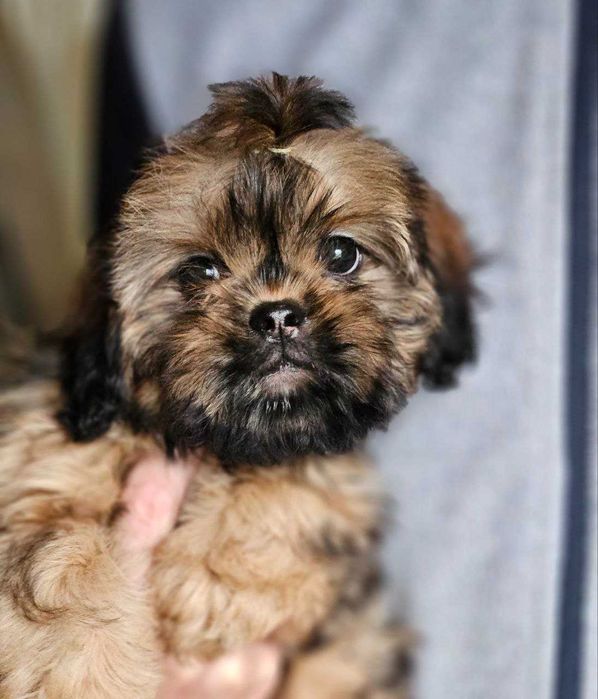 Fată fermecătoare de vânzare