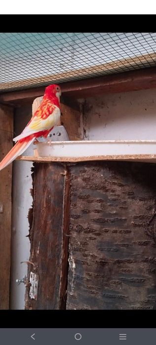 Papagal Rosella rubino