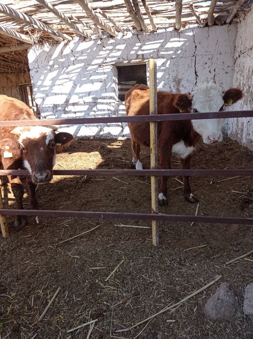 саглом бокишга тайор