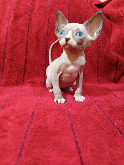 Сфинкс канадский мальчик