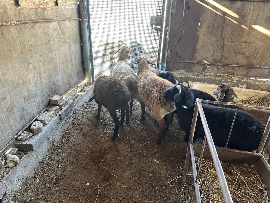 тоқты, қой, кой сатылады